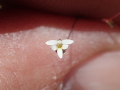 Nemacladus sigmoideus