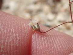 Nemacladus sigmoideus