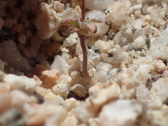 Nemacladus sigmoideus