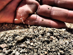 Nemacladus sigmoideus