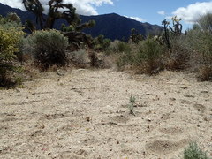 Nemacladus sigmoideus