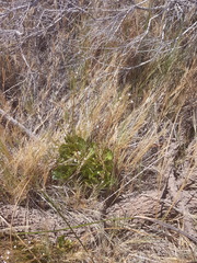 Samolus ebracteatus cuneatus