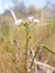 Samolus ebracteatus cuneatus