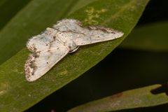 Scopula innocens