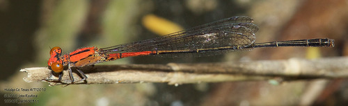 Amelia's Threadtail photo 4
