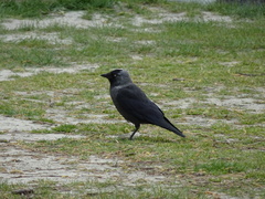 Corvus monedula