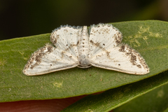 Scopula innocens