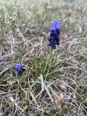 Muscari neglectum