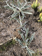 Berroa gnaphalioides