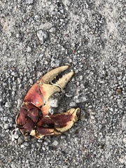 Gecarcinus lateralis