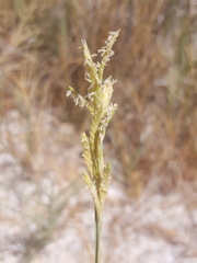 Distichlis spicata stricta
