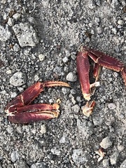 Gecarcinus lateralis