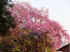 Jacaranda mimosifolia