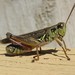 North American Spur-throated Grasshoppers - Photo (c) Gilles Gonthier, some rights reserved (CC BY)