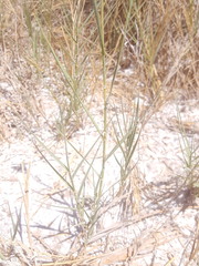 Distichlis spicata stricta