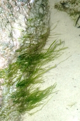 Ulva fasciata