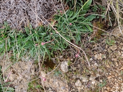 Armeria sardoa