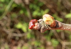 Andricus murtfeldtae