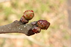 Andricus murtfeldtae