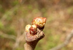 Andricus murtfeldtae