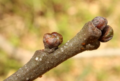 Andricus murtfeldtae