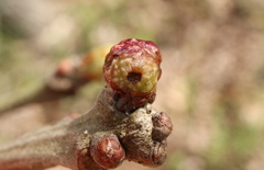 Andricus murtfeldtae