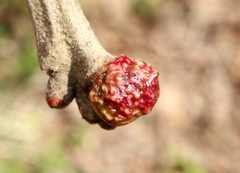Andricus murtfeldtae