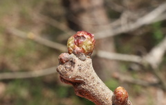 Andricus murtfeldtae