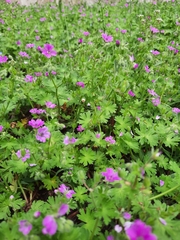Geranium molle