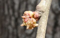 Andricus murtfeldtae
