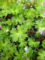 Geranium molle