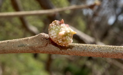 Andricus murtfeldtae
