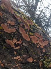 Phellinus piceinus