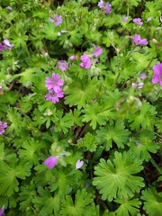 Geranium molle