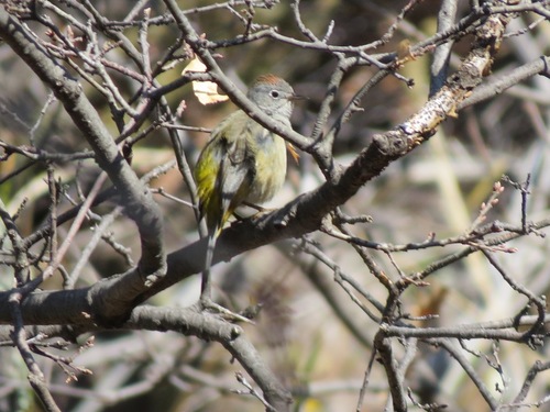Colima Warbler (Leiothlypis crissalis), photo 5