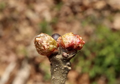 Andricus murtfeldtae