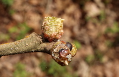 Andricus murtfeldtae