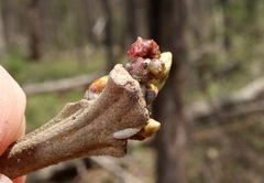 Andricus murtfeldtae