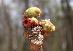 Andricus murtfeldtae