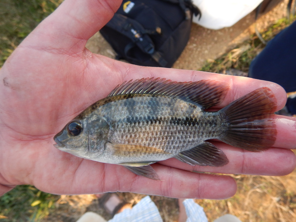 Rufiji tilapia (Oreochromis urolepis) — Cichlidae