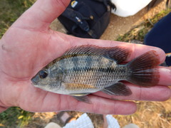 Oreochromis urolepis