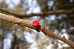 Dryocosmus floridensis