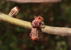 Callirhytis rugulosa