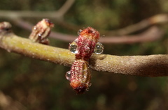 Callirhytis rugulosa