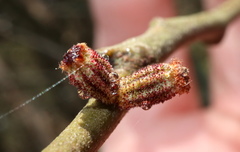 Callirhytis rugulosa