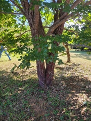 Copaifera langsdorffii