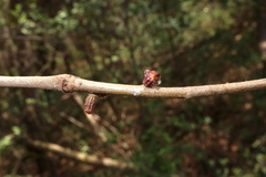 Callirhytis rugulosa