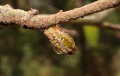 Callirhytis rugulosa