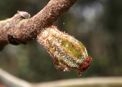 Callirhytis rugulosa