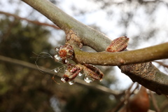 Callirhytis rugulosa